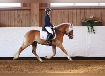 Haflinger, Hengst, 10 Jahre, 151 cm, Fuchs