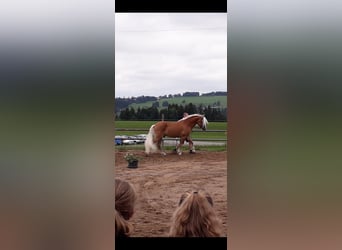 Haflinger, Hengst, 10 Jahre, 151 cm, Fuchs