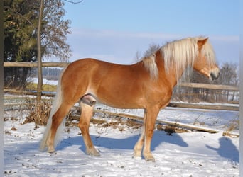 Haflinger, Hengst, 12 Jahre, 153 cm, Fuchs