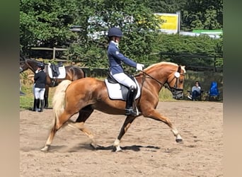 Haflinger, Hengst, 13 Jahre, 151 cm, Fuchs
