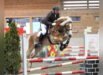 Haflinger, Hengst, 14 Jahre, 151 cm, Fuchs