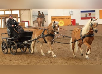 Haflinger, Hengst, 15 Jaar, 150 cm, Vos