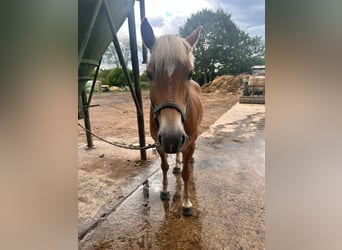 Haflinger, Hengst, 15 Jaar, 151 cm, Bruin