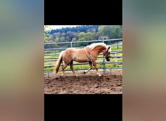 Haflinger, Hengst, 15 Jahre, 146 cm, Fuchs