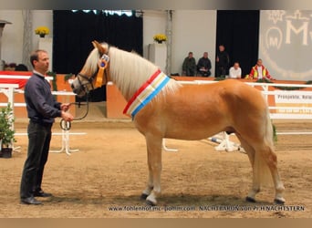 Haflinger, Hengst, 15 Jahre, 150 cm, Fuchs