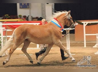 Haflinger, Hengst, 15 Jahre, 150 cm, Fuchs