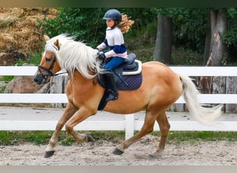 Haflinger, Hengst, 15 Jahre, 150 cm, Fuchs