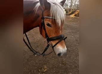 Haflinger, Hengst, 15 Jahre, 151 cm, Brauner