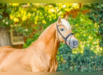Haflinger, Hengst, 16 Jaar, 149 cm, Vos