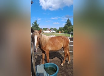 Haflinger Mix, Hengst, 1 Jaar, 117 cm, Vos