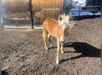 Haflinger, Hengst, 1 Jaar, 125 cm, Roodvos