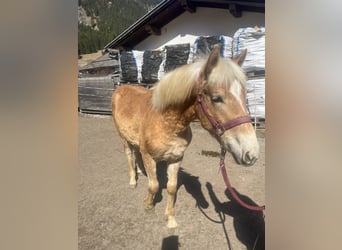 Haflinger, Hengst, 1 Jaar, 125 cm, Roodvos
