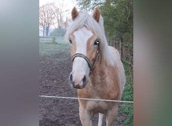 Haflinger, Hengst, 1 Jaar, 135 cm