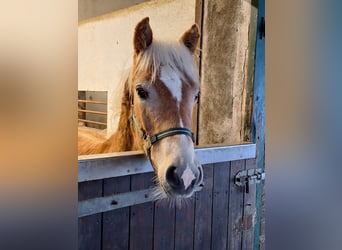 Haflinger, Hengst, 1 Jaar, 135 cm, Vos