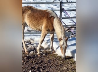 Haflinger, Hengst, 1 Jaar, 145 cm, Vos