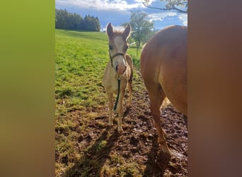 Haflinger, Hengst, 1 Jaar, 147 cm, Vos