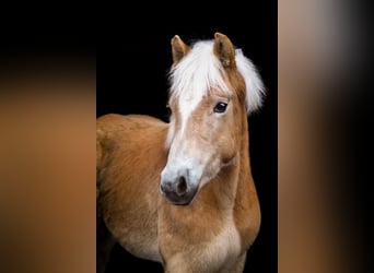 Haflinger, Hengst, 1 Jaar, 148 cm