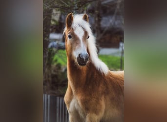 Haflinger, Hengst, 1 Jaar, 148 cm