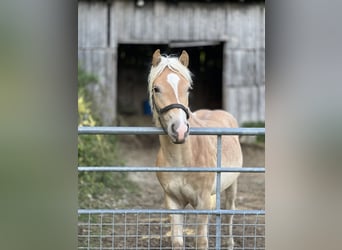 Haflinger, Hengst, 1 Jaar, 148 cm, Vos