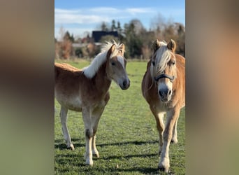 Haflinger, Hengst, 1 Jaar, 148 cm, Vos