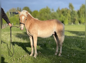 Haflinger, Hengst, 1 Jaar, 148 cm, Vos