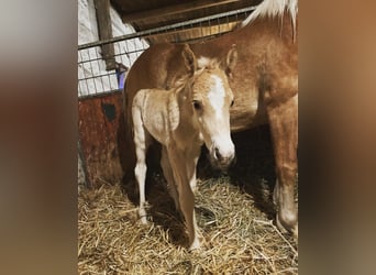 Haflinger, Hengst, 1 Jaar, 149 cm
