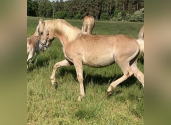 Haflinger, Hengst, 1 Jaar, 150 cm