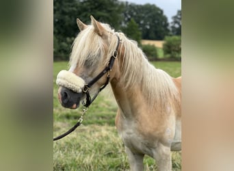 Haflinger, Hengst, 1 Jaar, 150 cm, Vos