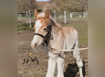 Haflinger, Hengst, 1 Jaar, 150 cm, Vos