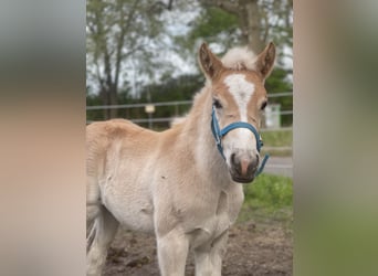 Haflinger, Hengst, 1 Jaar, 150 cm, Vos