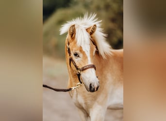 Haflinger, Hengst, 1 Jaar, 150 cm, Vos