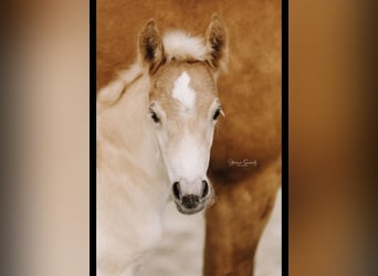 Haflinger, Hengst, 1 Jaar, 150 cm, Vos