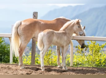 Haflinger, Hengst, 1 Jaar, 152 cm