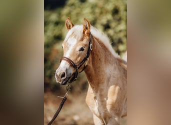 Haflinger, Hengst, 1 Jaar, 152 cm