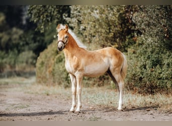 Haflinger, Hengst, 1 Jaar, 154 cm