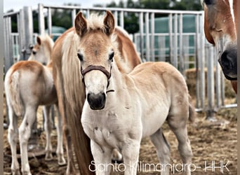 Haflinger, Hengst, 1 Jaar, 154 cm