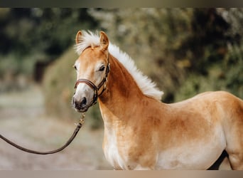 Haflinger, Hengst, 1 Jaar, 154 cm