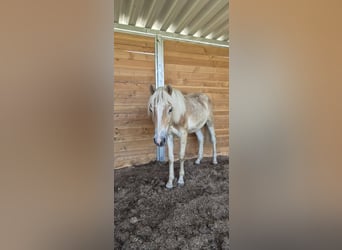 Haflinger, Hengst, 1 Jaar, 155 cm, Vos