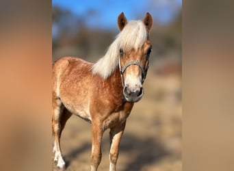 Haflinger, Hengst, 1 Jaar