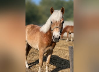 Haflinger, Hengst, 1 Jaar