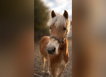 Haflinger, Hengst, 1 Jaar