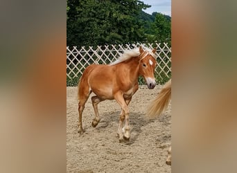 Haflinger, Hengst, 1 Jaar