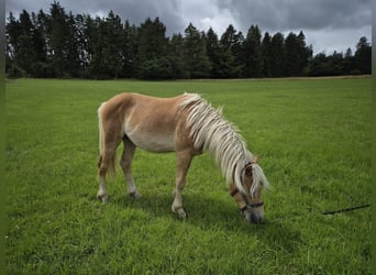 Haflinger, Hengst, 1 Jaar
