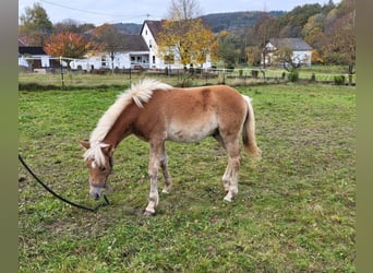 Haflinger, Hengst, 1 Jaar