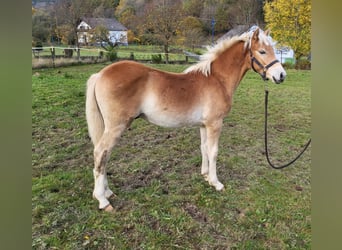 Haflinger, Hengst, 1 Jaar