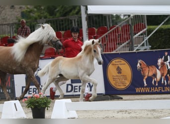 Haflinger, Hengst, 1 Jaar, Vos