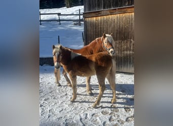 Haflinger, Hengst, 1 Jahr, 125 cm, Rotfuchs