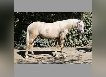 Haflinger Mix, Hengst, 1 Jahr, 137 cm, Palomino