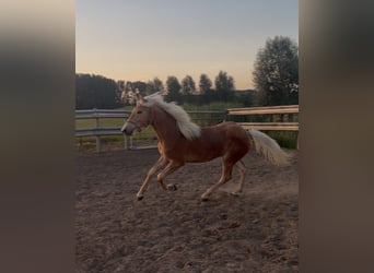 Haflinger, Hengst, 1 Jahr, 140 cm