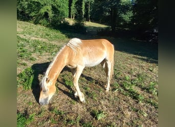 Haflinger, Hengst, 1 Jahr, 140 cm, Fuchs
